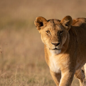 7 Days Big 5 Safari