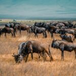 GREAT MIGRATION